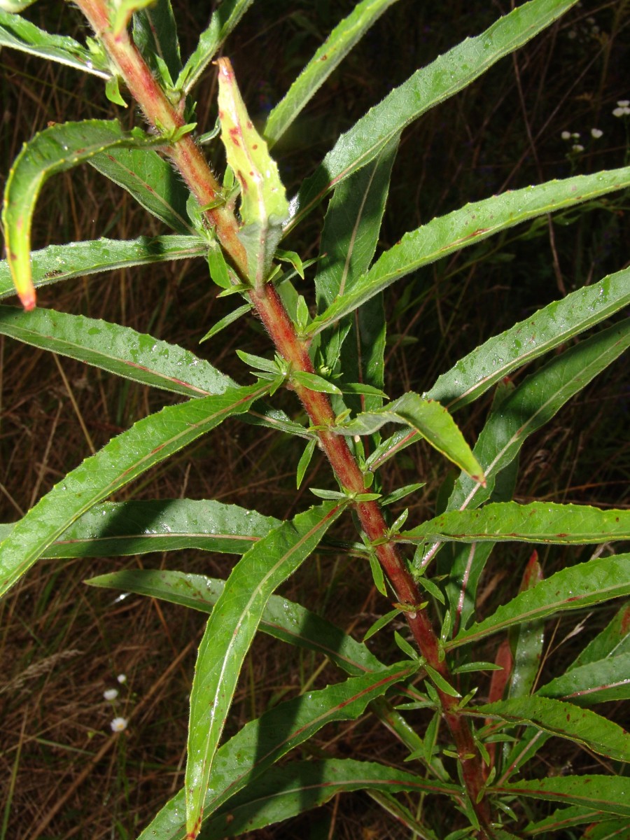 Oenothera erythropoda E Graben B35 G02.jpg