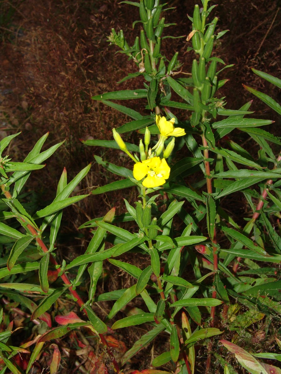 Oenothera erythropoda Forchheim Leichtsandstr G02.jpg