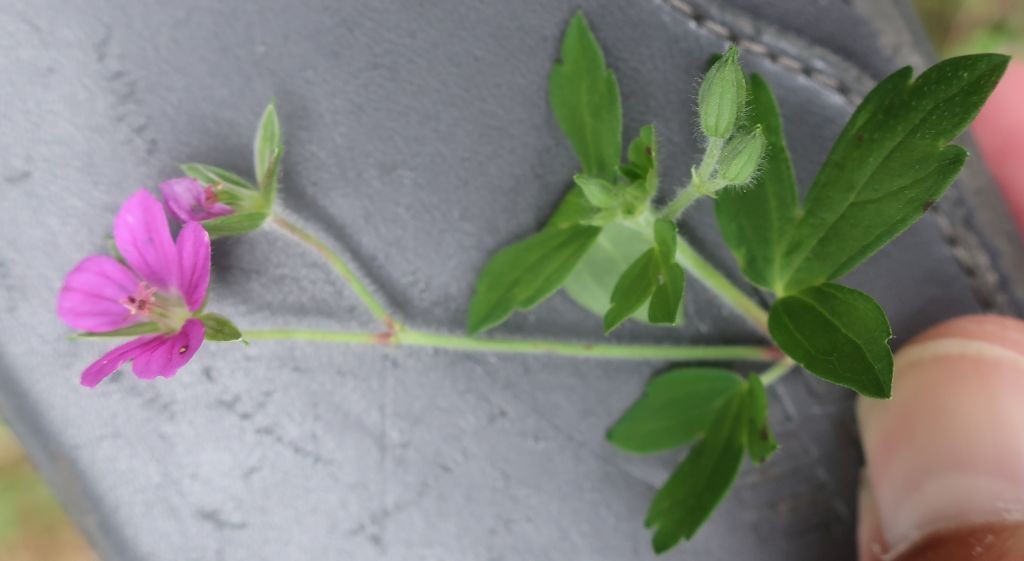 Geranium 9_2022-09-06.jpg