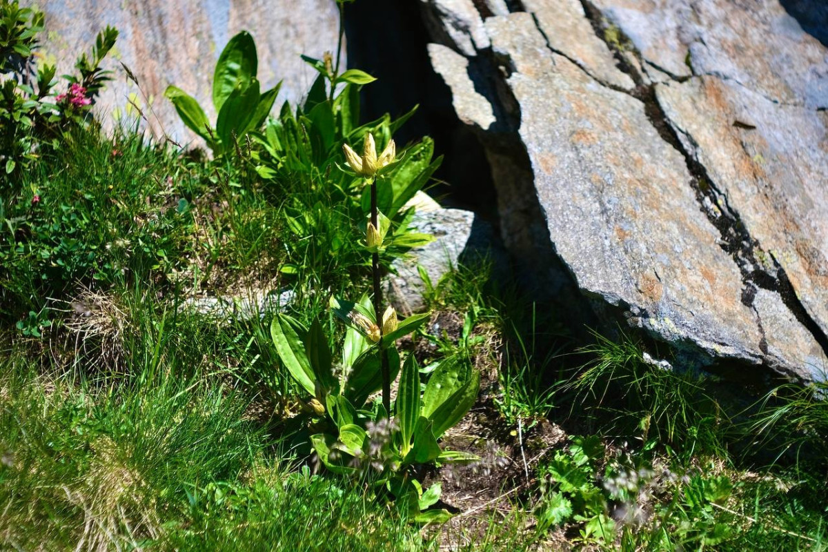 Gentiana spec. 1 - 2023.07.15_09.jpg