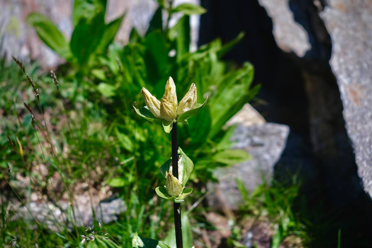 Gentiana spec. 1 - 2023.07.15_08.jpg