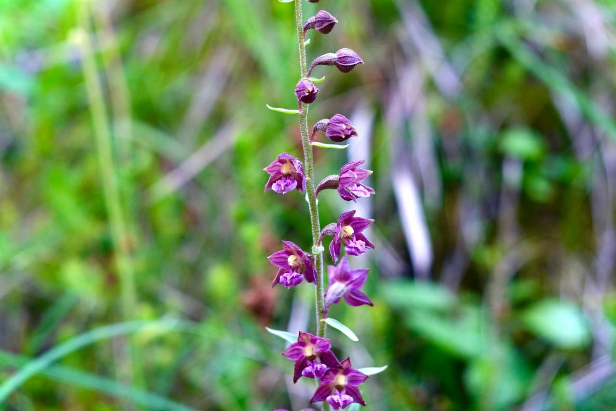 Epipactis spec. 1 - 2023.07.16_01.jpg