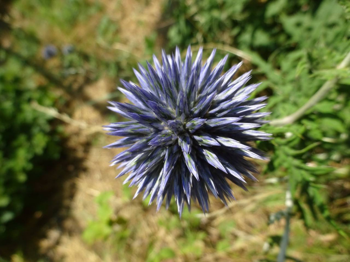 Echinops spec. 1 - 2023.07.07_02.jpg