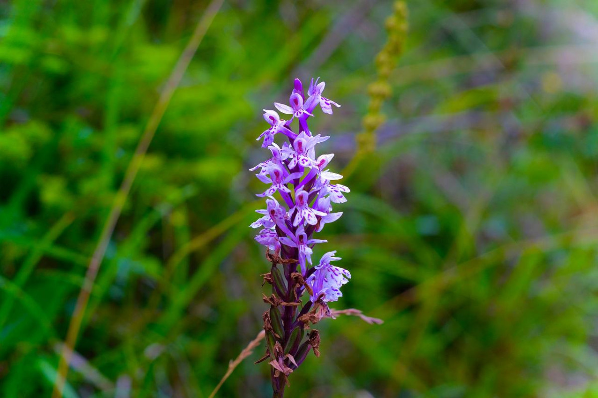 Dactylorhiza spec. 1 - 2023.07.16_01.jpg