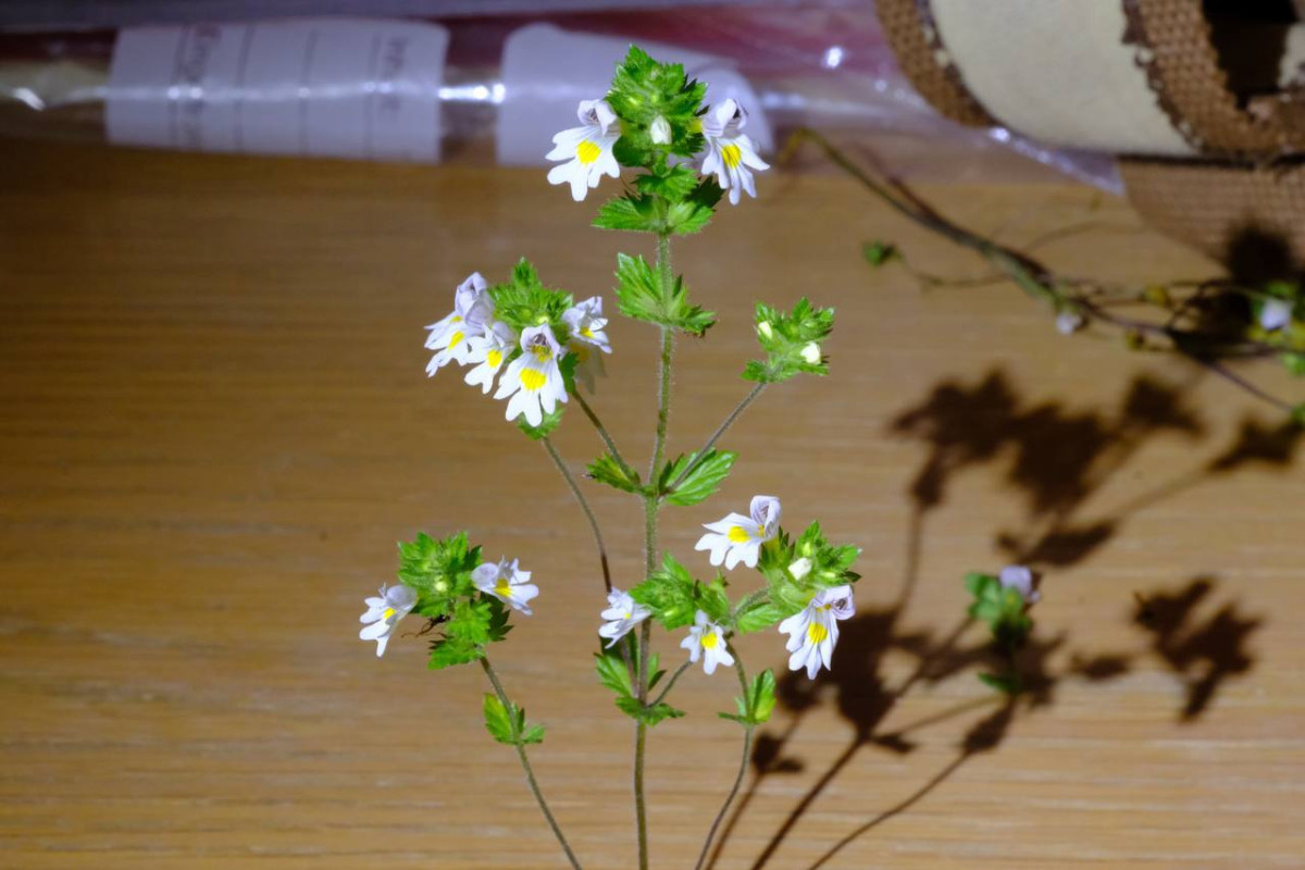 Euphrasia spec. 1 - 2023.07.12_05.jpg