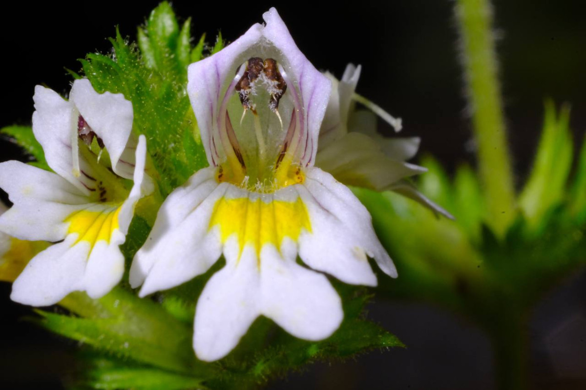 Euphrasia spec. 1 - 2023.07.12_04.jpg