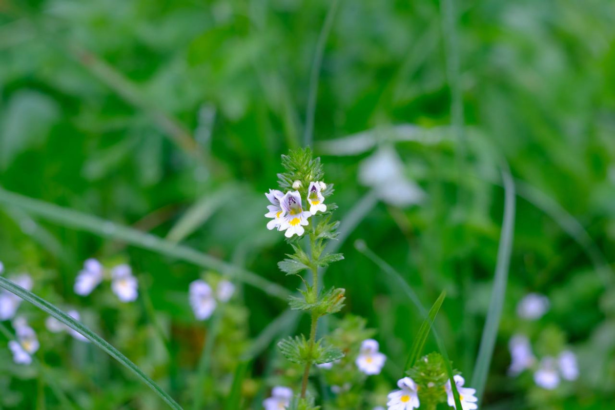 Euphrasia spec. 1 - 2023.07.12_03.jpg