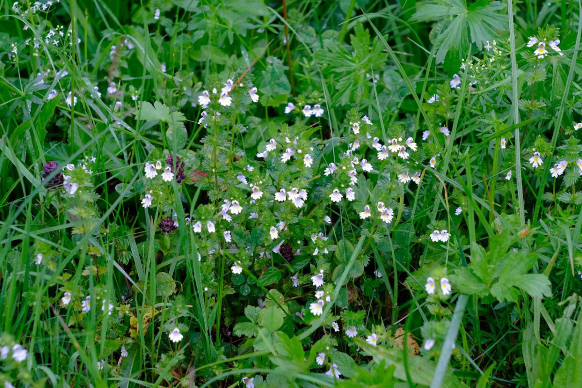 Euphrasia spec. 1 - 2023.07.12_02.jpg
