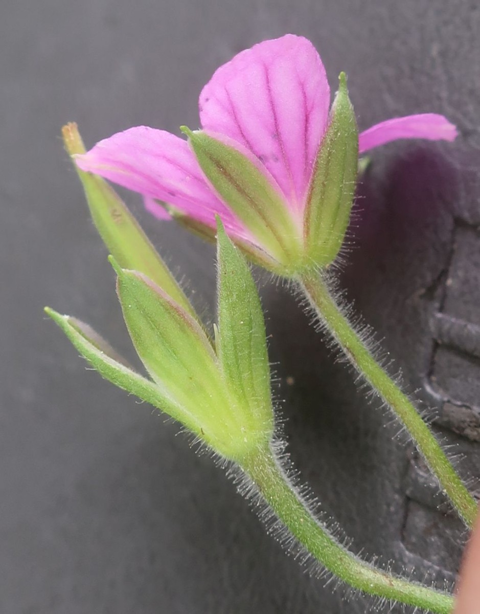 Geranium 4_2022-09-06.jpg