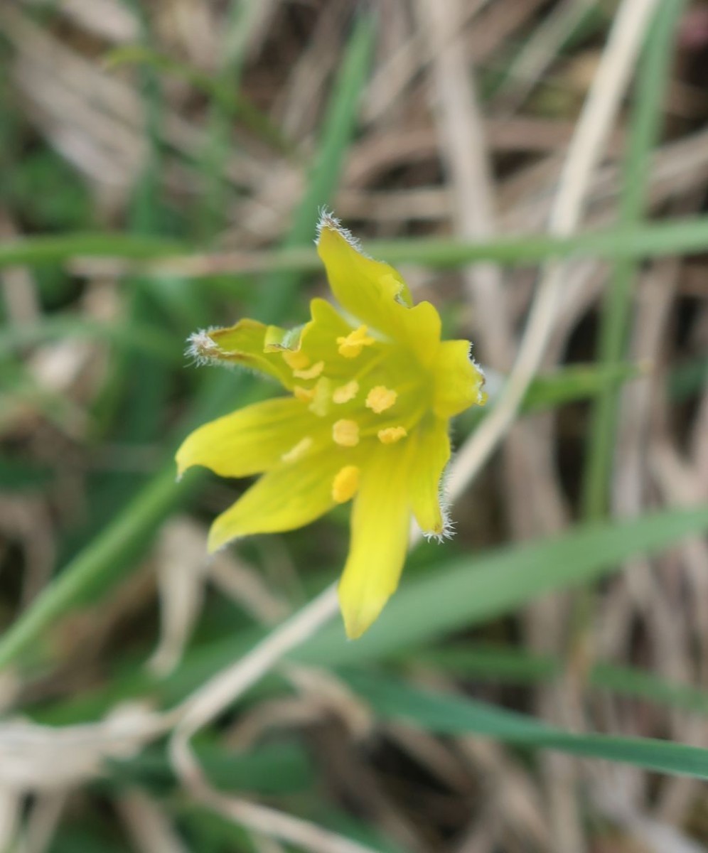 2025-03-15_Gagea villosa 4_Staffelberg.jpg