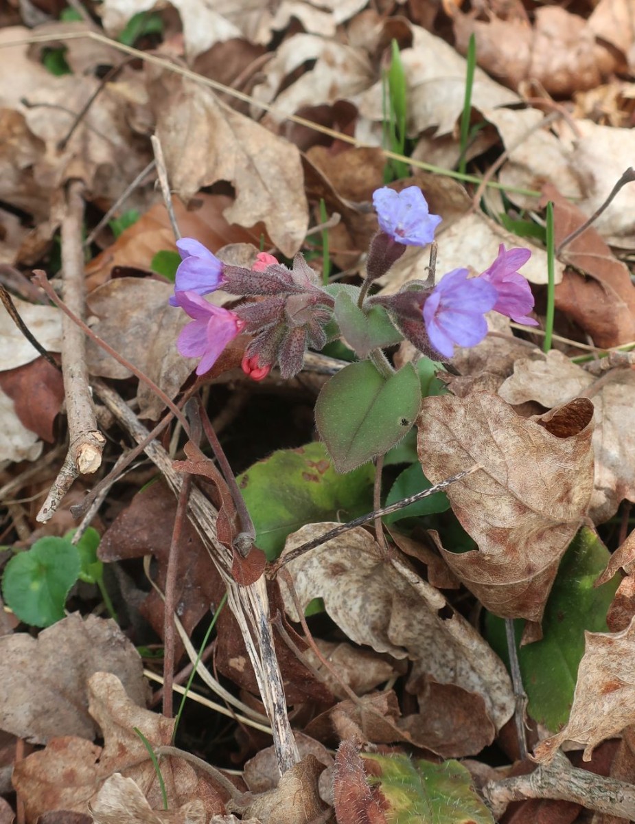 2025-03-15_Pulmonaria obscura 1_Staffelberg.jpg