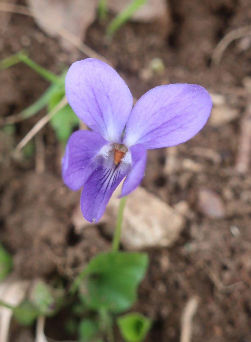 2025-03-15_Viola hirta 2_Staffelberg.jpg