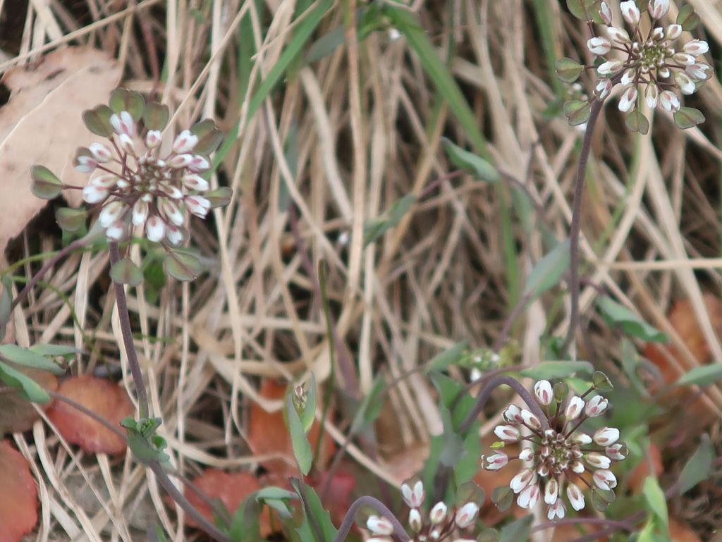2025-03-15_Microthlaspi perfoliatum 3_Staffelberg.jpg