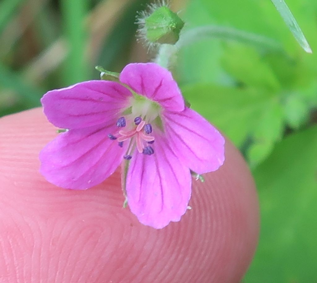 Geranium 7_2022-09-06.jpg