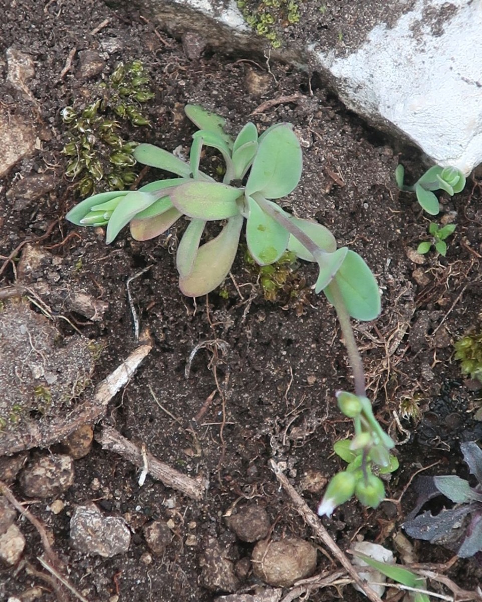 2025-03-15_Holosteum umbellatum 2_Staffelberg.jpg