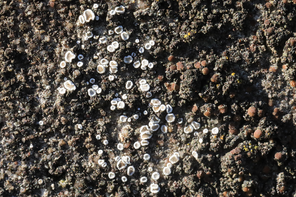 Lecanora dispersa_Zerstreutfrüchtige Kuchenflechte_BN-Auerberg_01.jpg
