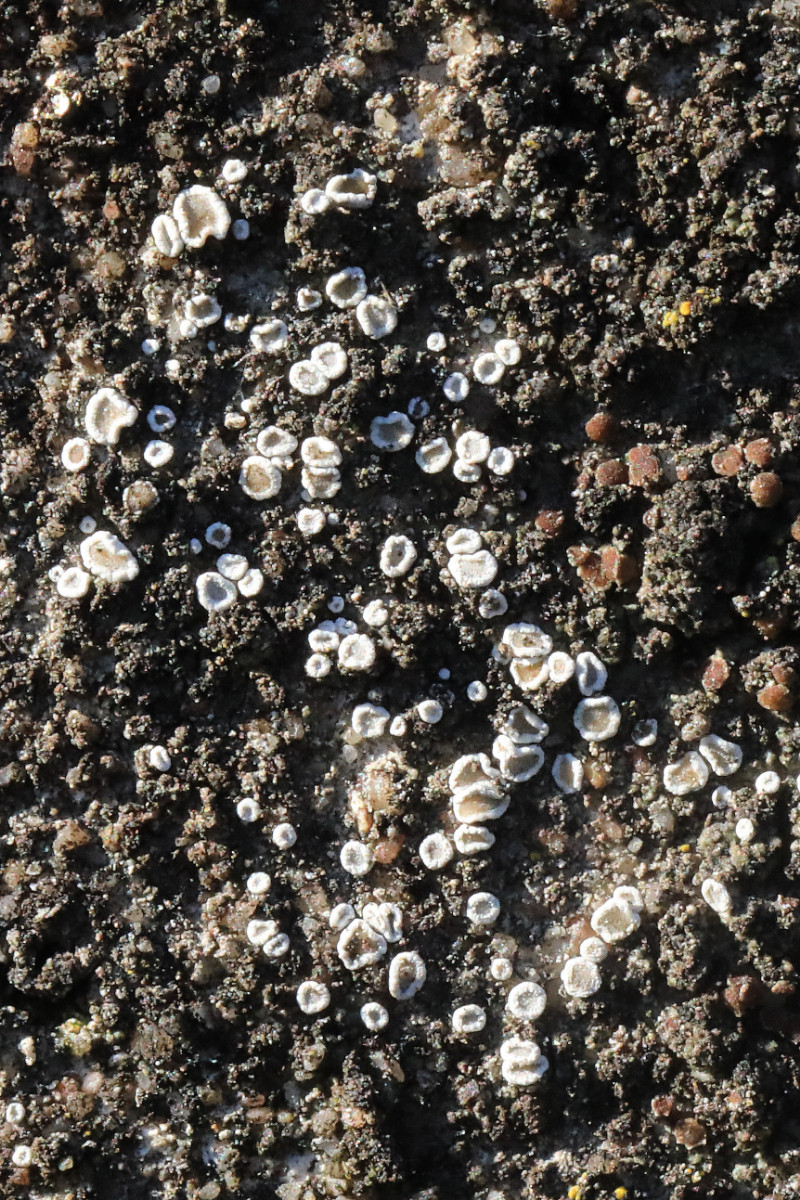 Lecanora dispersa_Zerstreutfrüchtige Kuchenflechte_BN-Auerberg_02.jpg