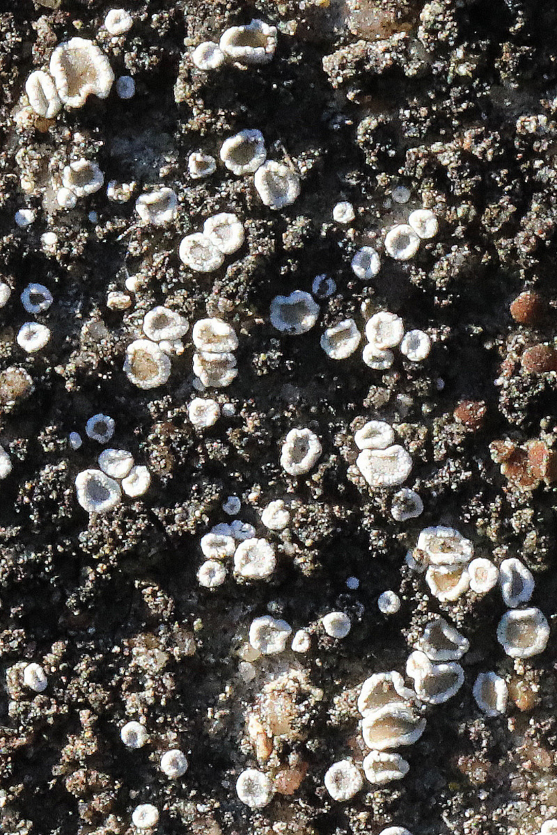 Lecanora dispersa_Zerstreutfrüchtige Kuchenflechte_BN-Auerberg_03.jpg
