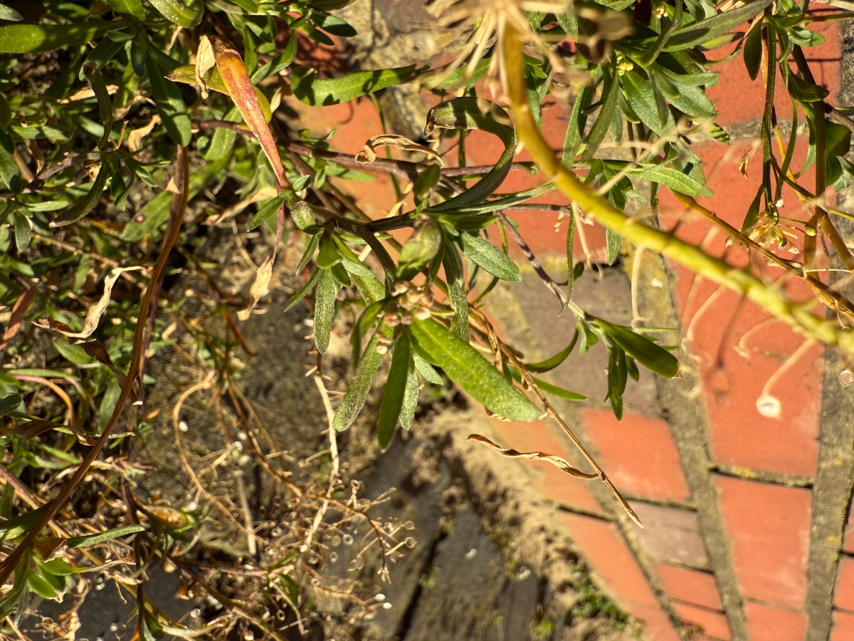 IMG_9060.jpeg