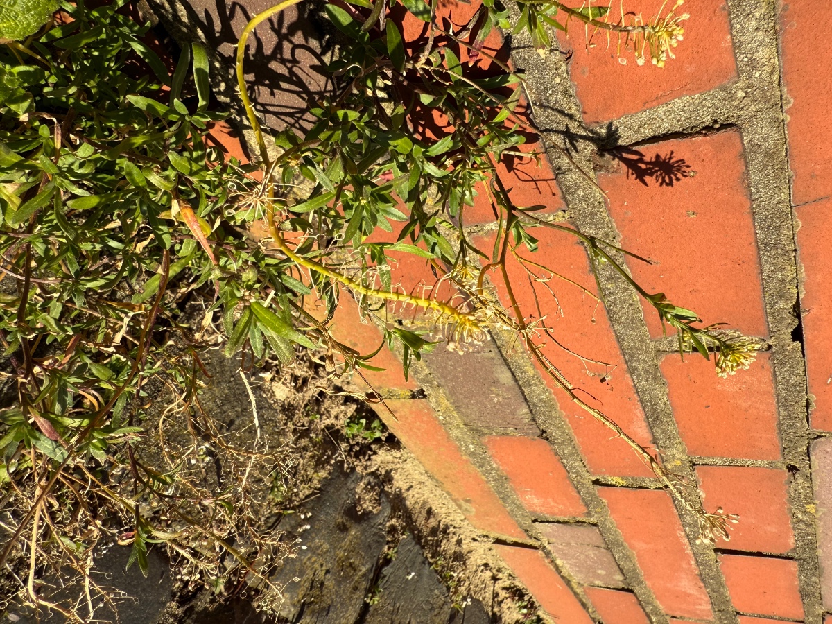 IMG_9061.jpeg