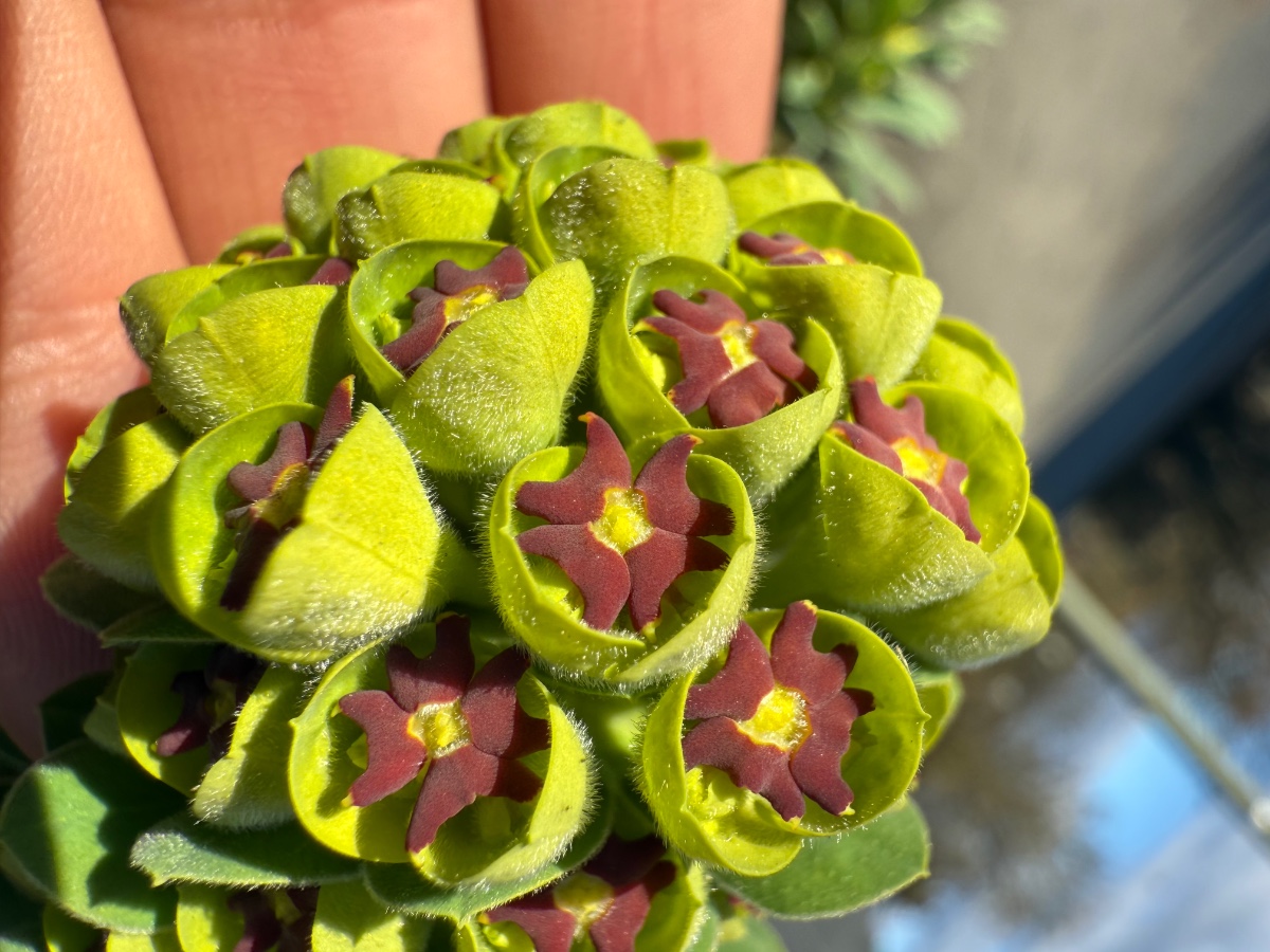 Euphorbia characias Sorte