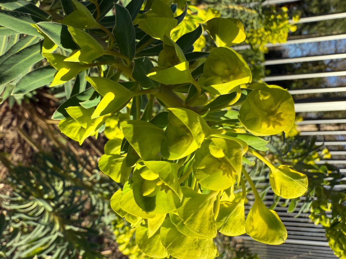 Euphorbia characias , vermutlich ssp. Wulfenii