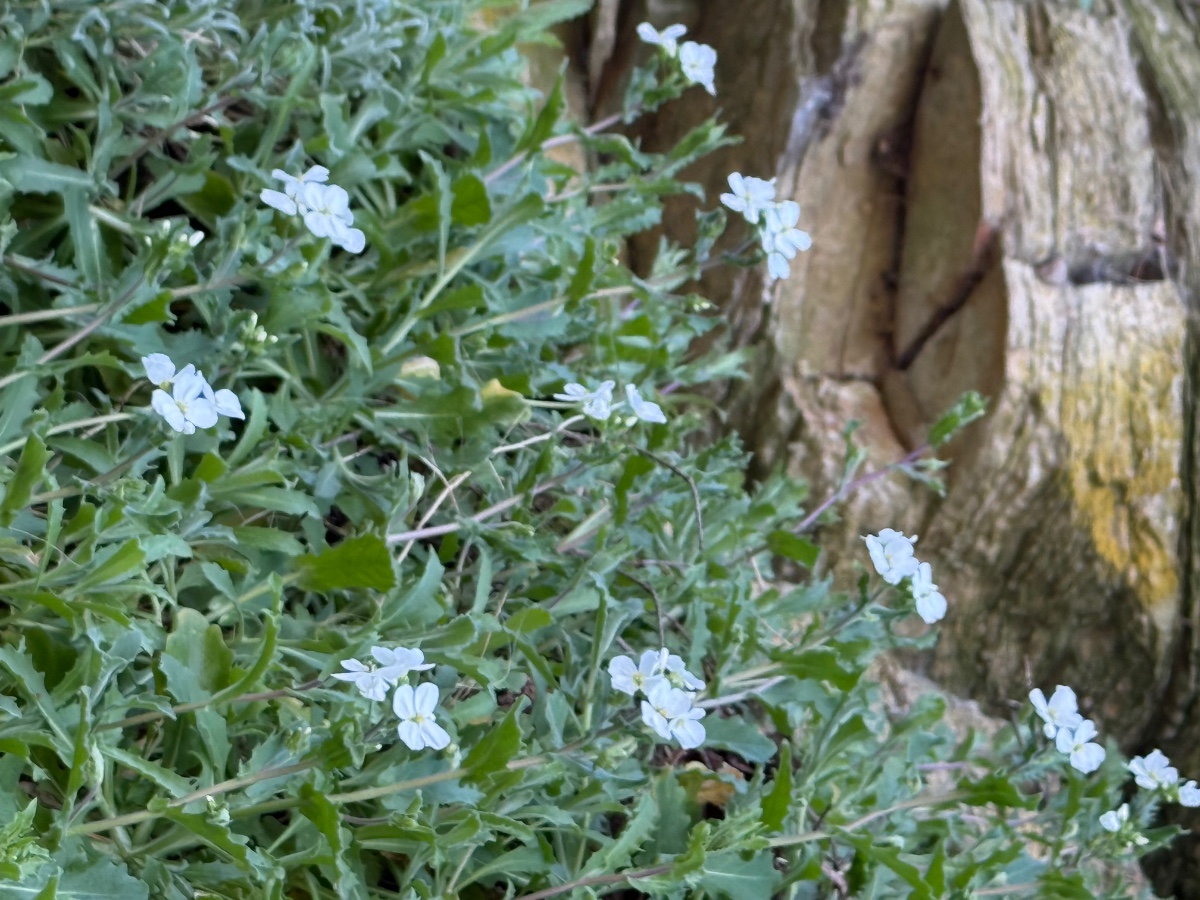 Arabis vermutlich alpina