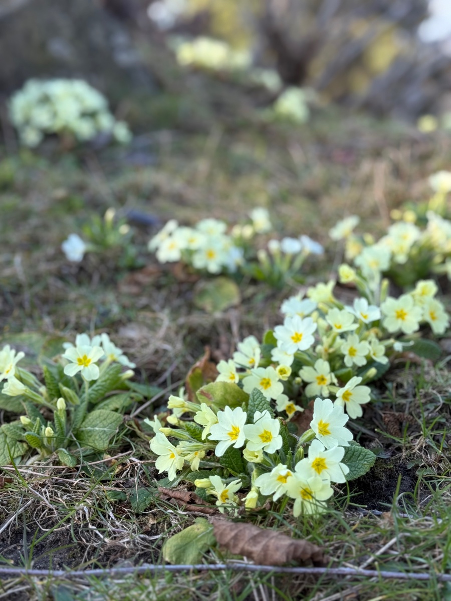 Primula vulgaris