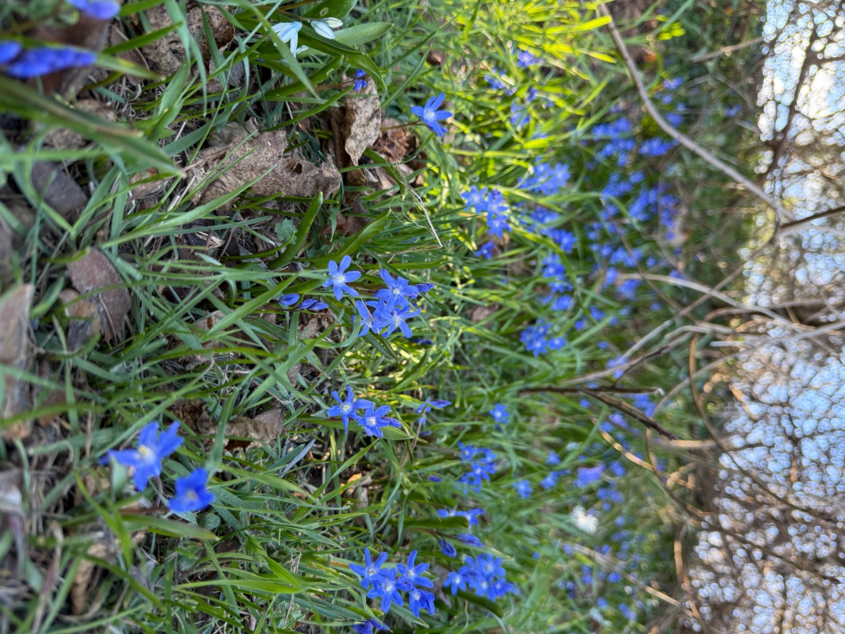Scilla: forbesii sardensis ? Vllt auch hybrisiert