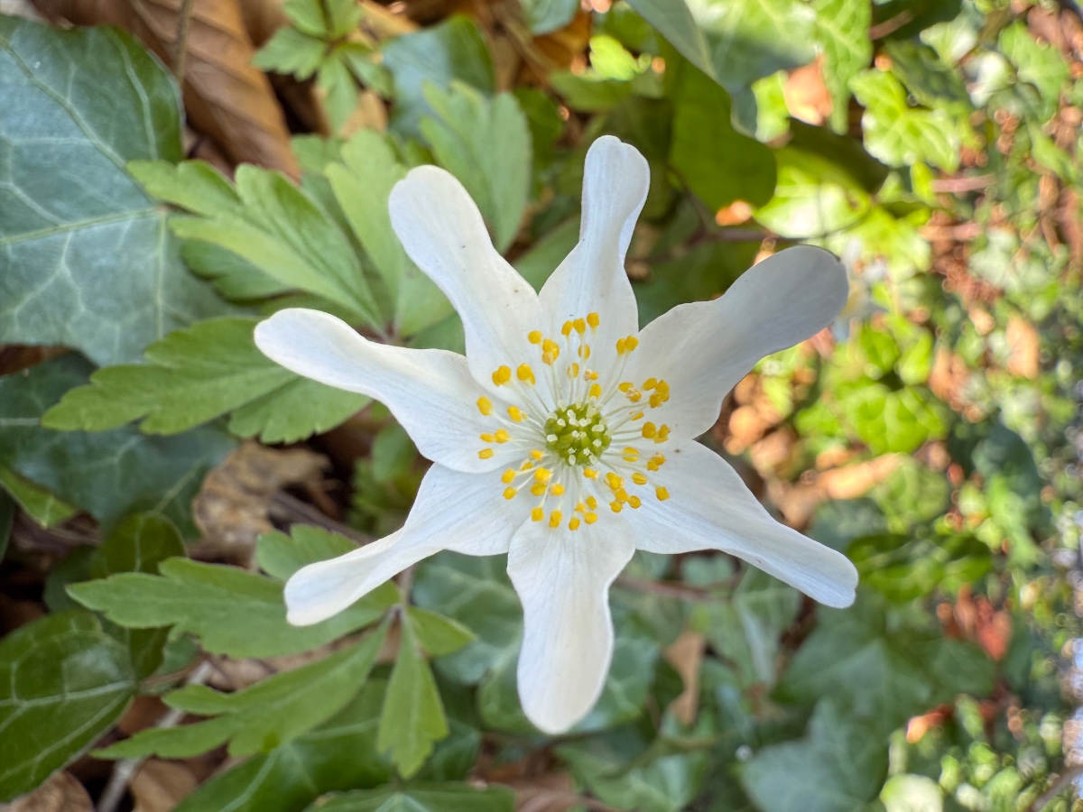 Anemone nemorosa