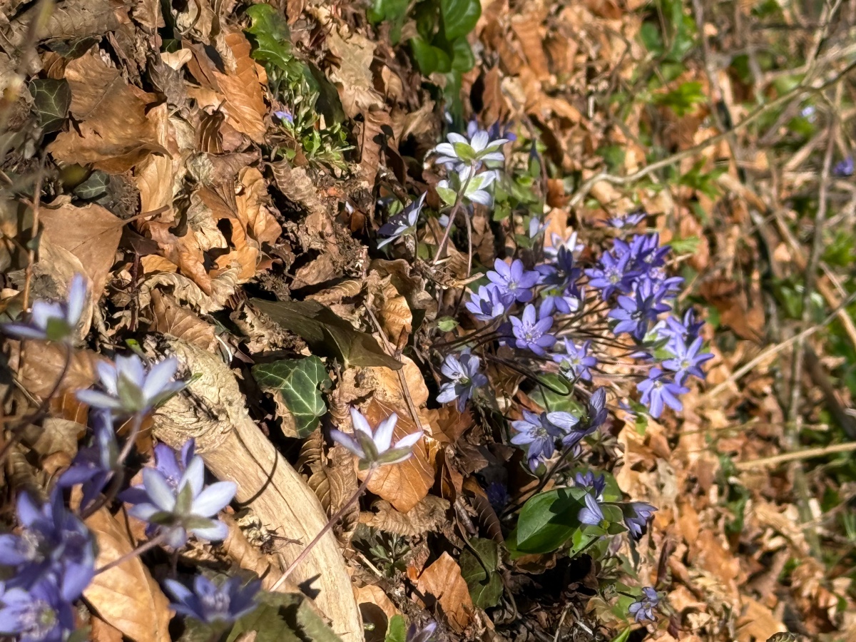 Hepatica nobilis