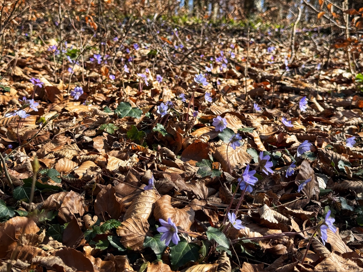 Hepatica nobilis