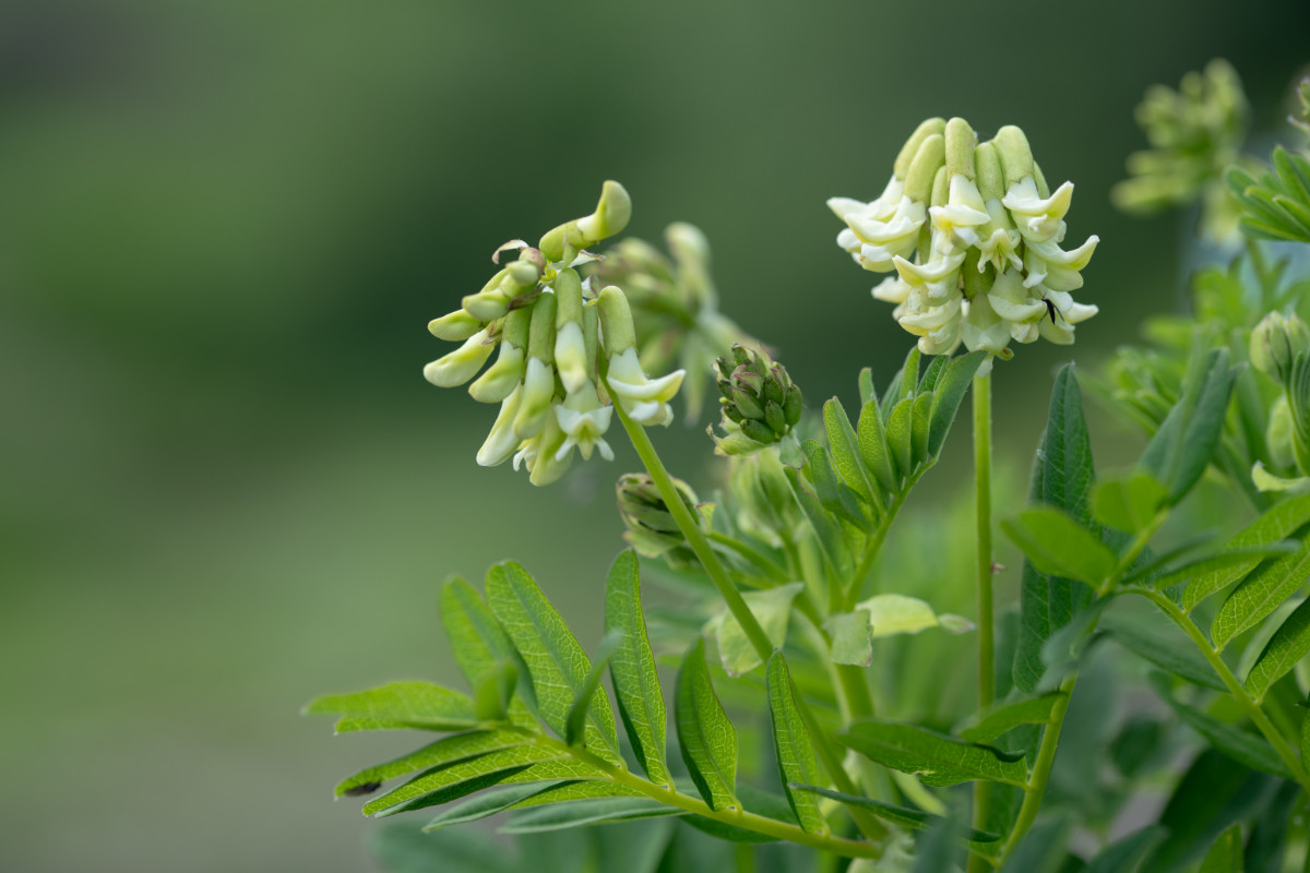 Astragalus frigidus-5.jpg