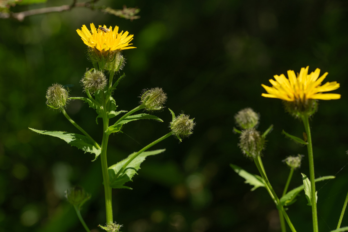 Crepis pyrenaica-5.jpg