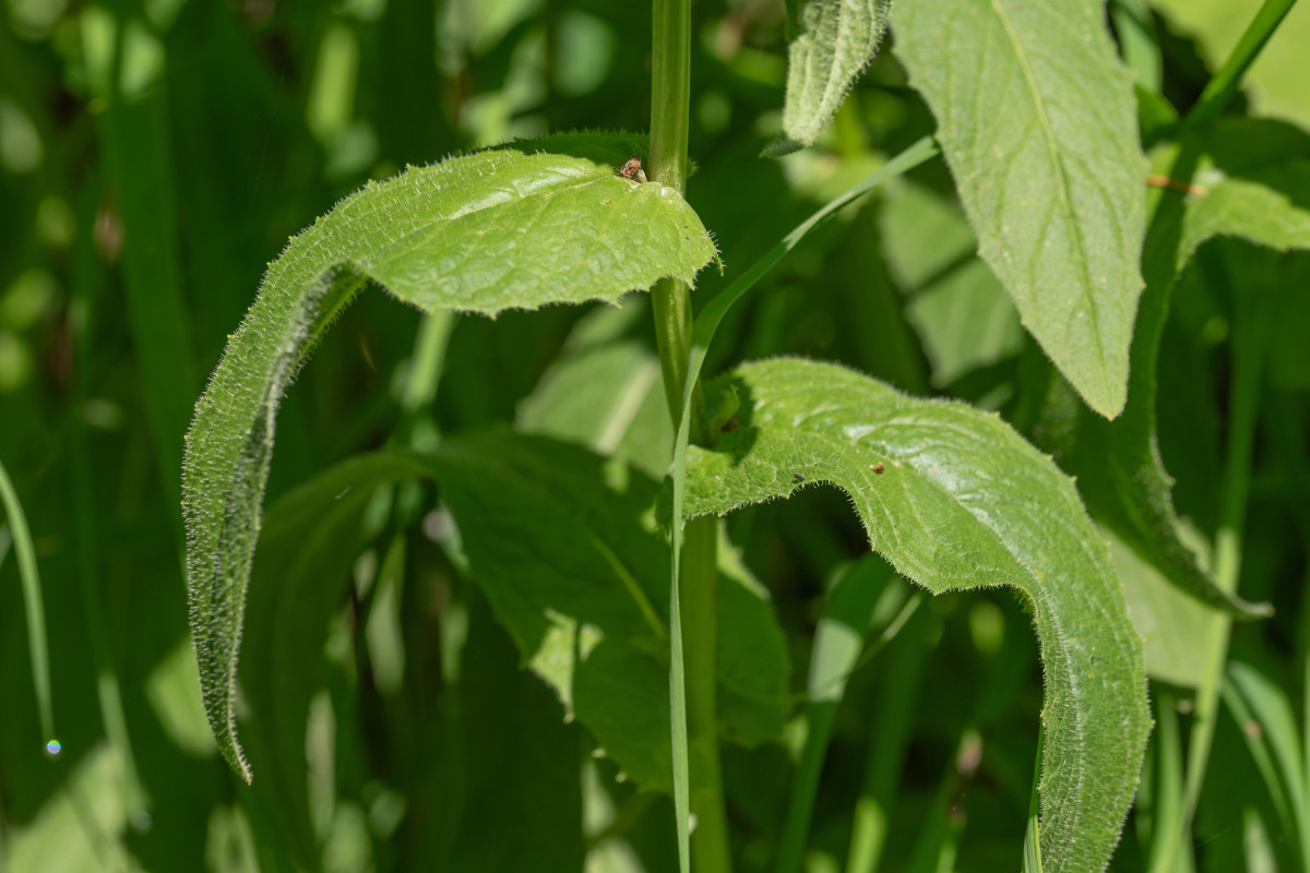 Crepis pyrenaica-6.jpg