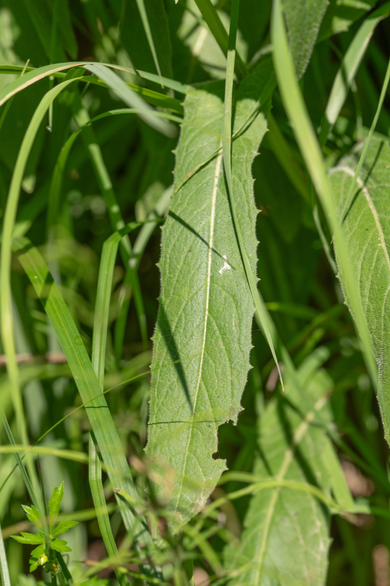 Crepis pyrenaica-7.jpg