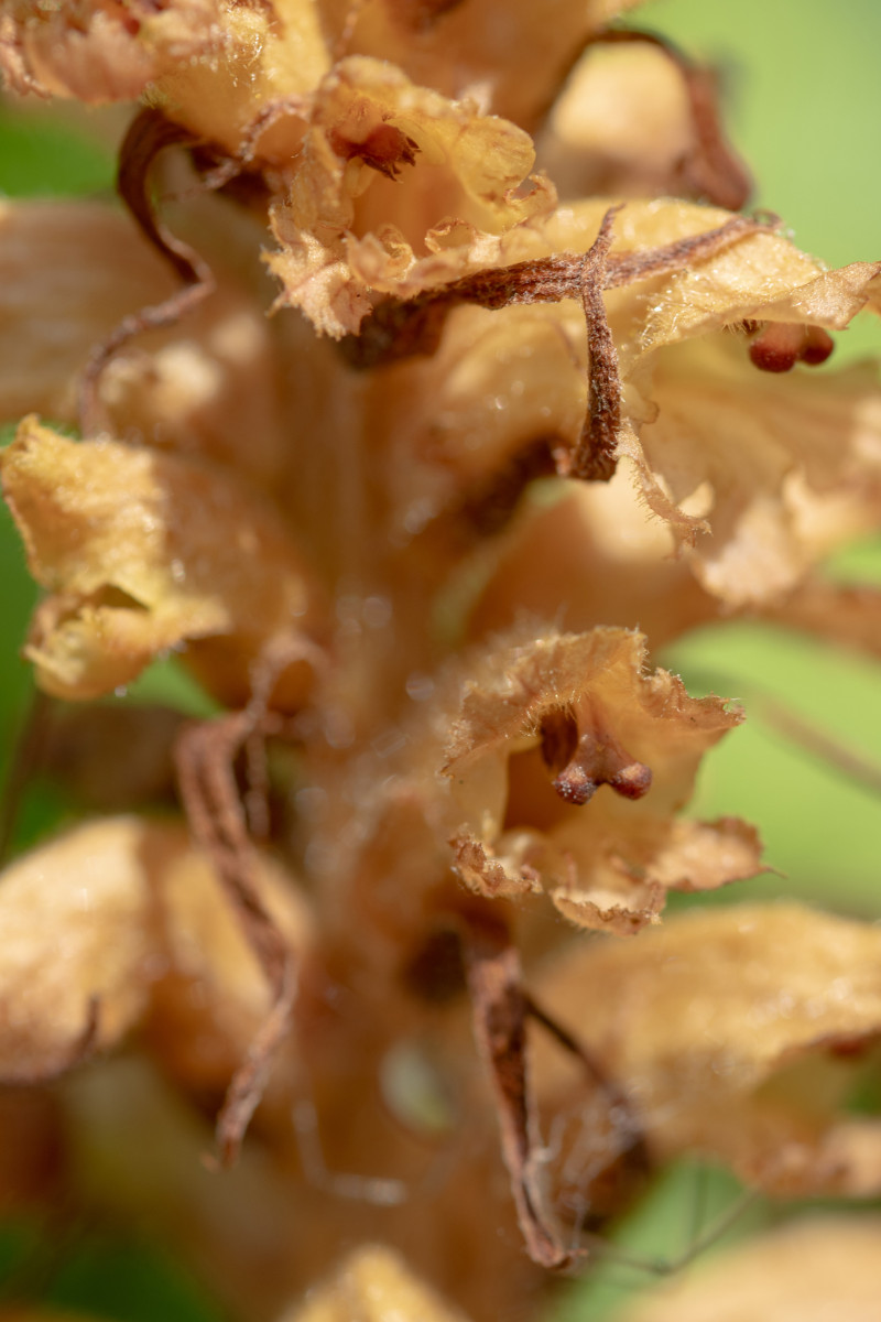 Orobanche flava-4.jpg