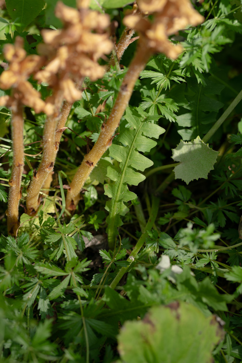 Orobanche flava-3.jpg