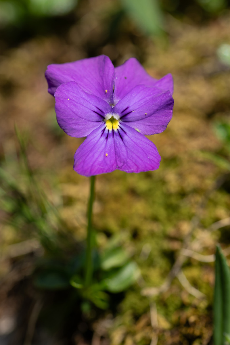 Viola spec.-4.jpg