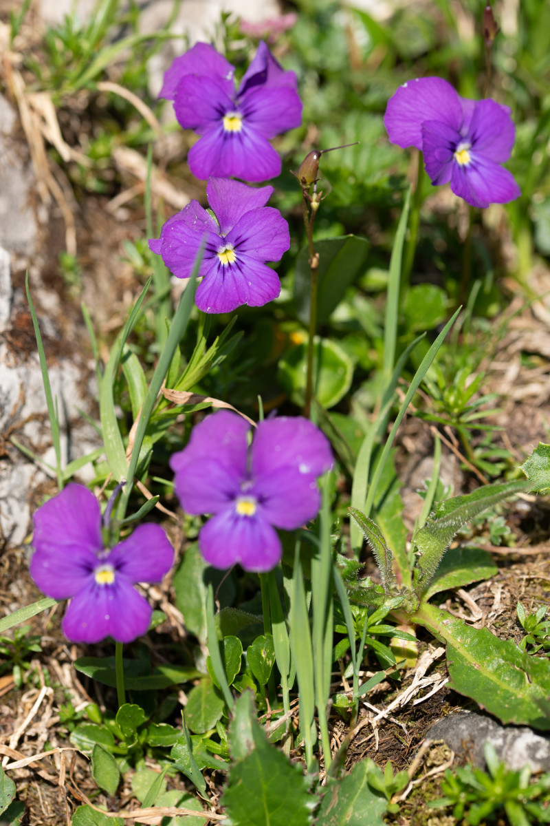 Viola spec.-2.jpg