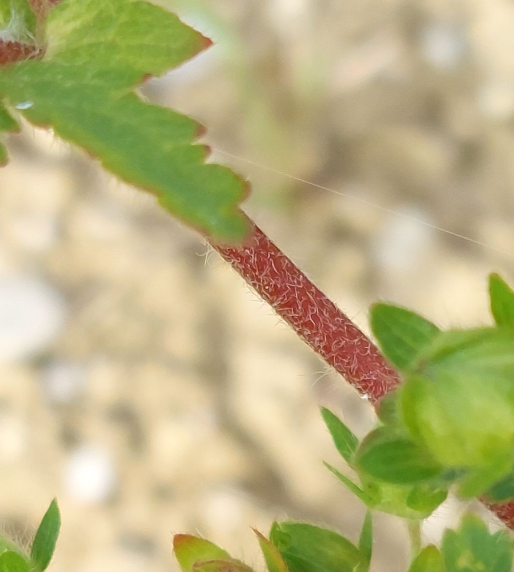 Potentilla Detail 1.jpg