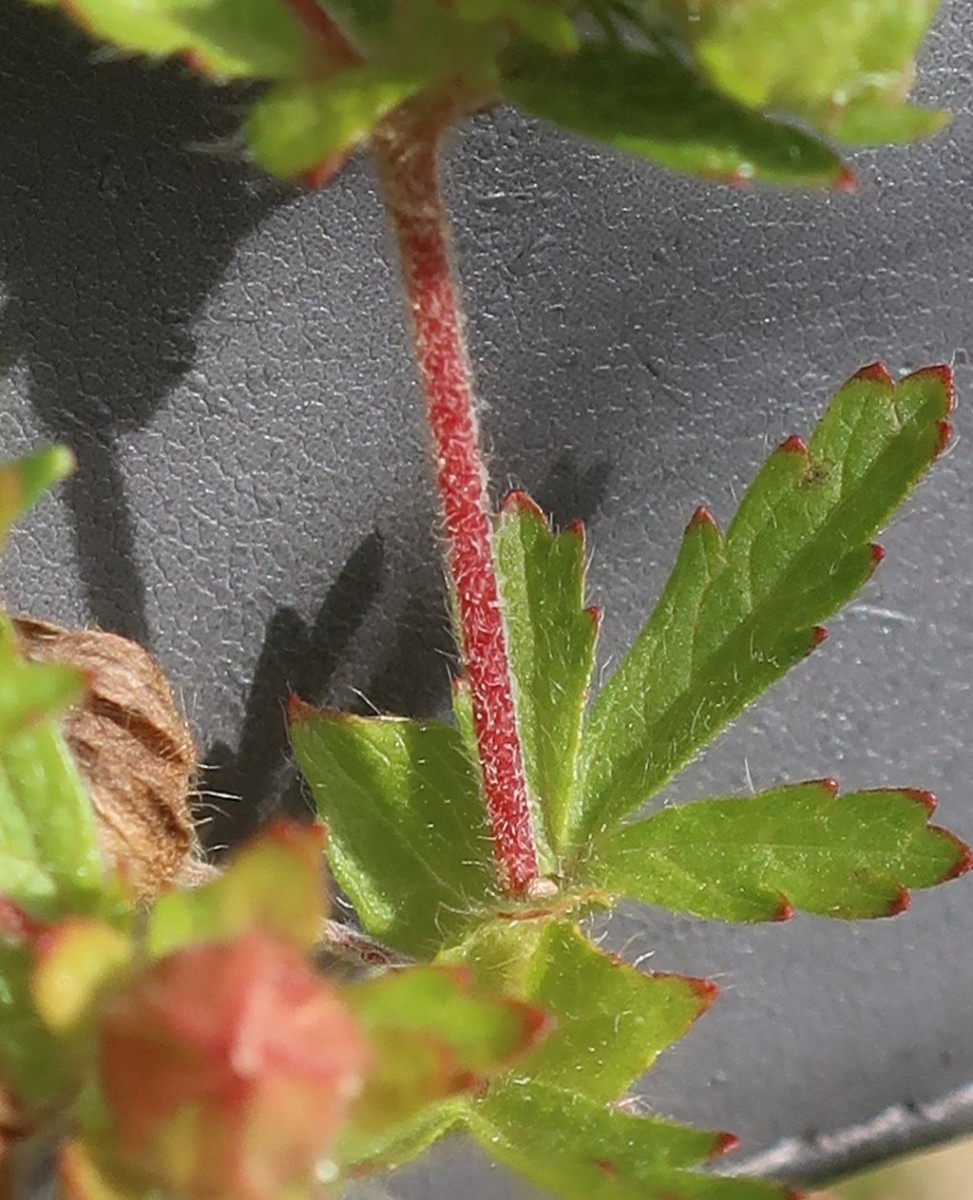 Potentilla Detail 2.jpg