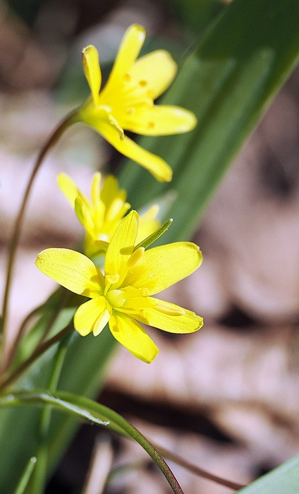 Waldblümchen-märzP3190946.JPG