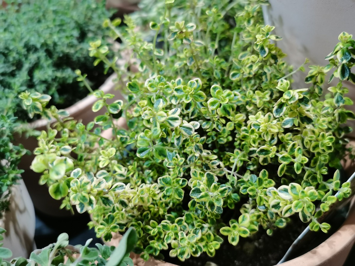 柠檬百里香-植株.jpg