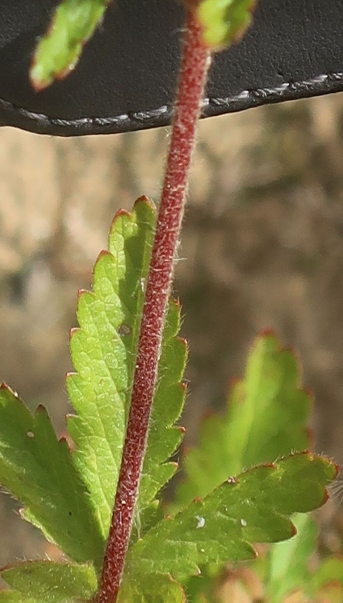 Potentilla Detail 4.jpg