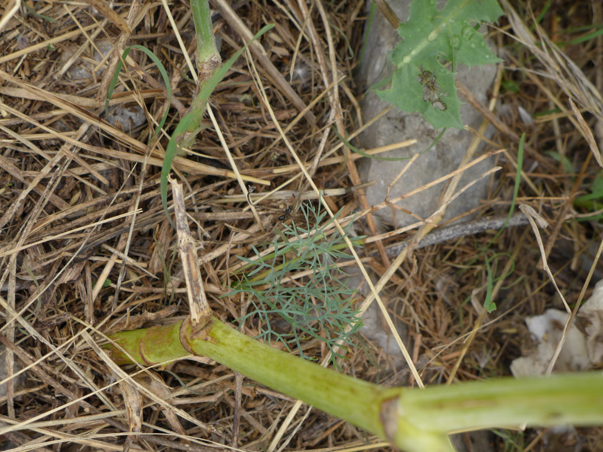 P1060359_HR,N Zrmanja Vrelo (21).JPG