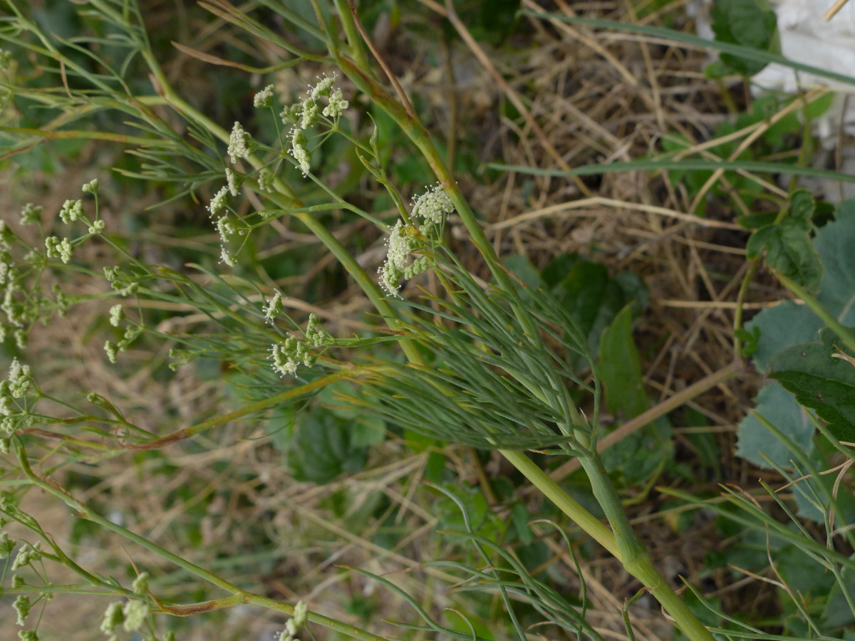 P1060359_HR,N Zrmanja Vrelo (22).JPG