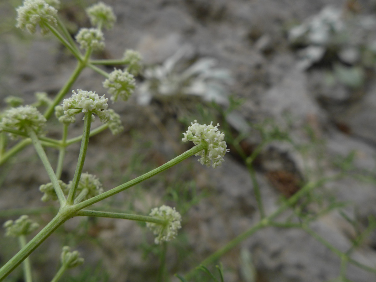 P1060393_HR,Knin (73).JPG