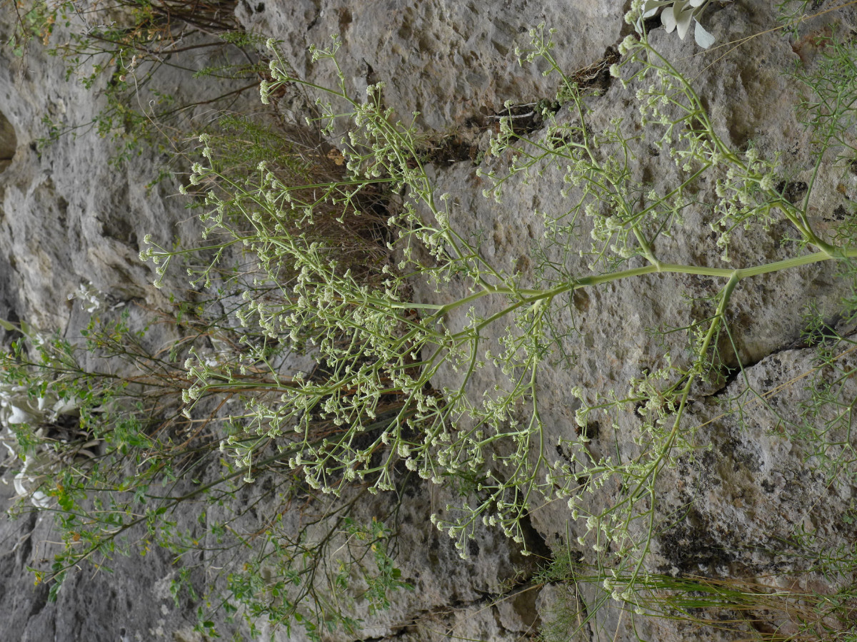 P1060393_HR,Knin (77).JPG