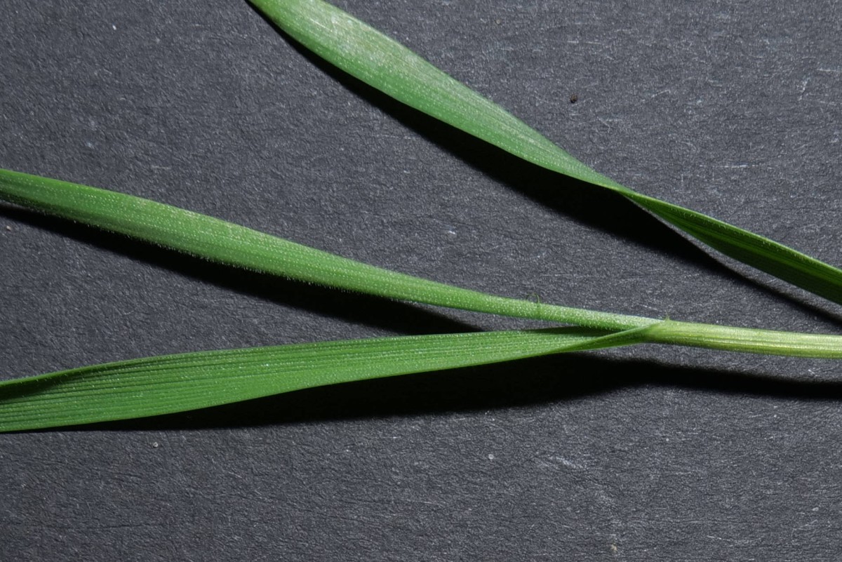 Vogelfutter-Sämling Blätter 20250321.jpg